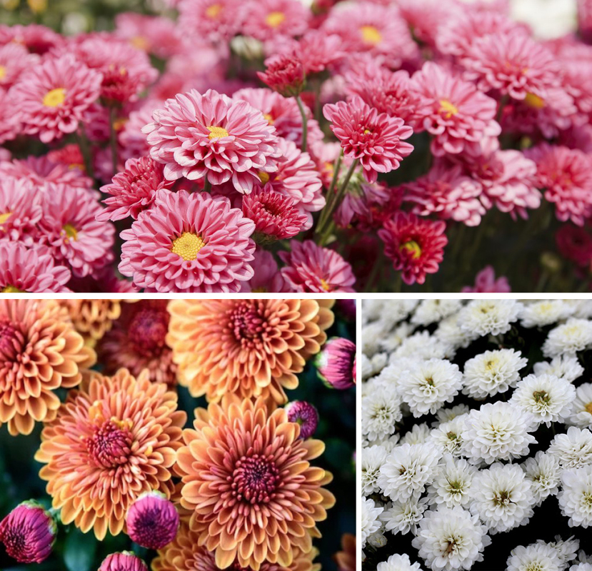 Bouquet de Chrysanthemum