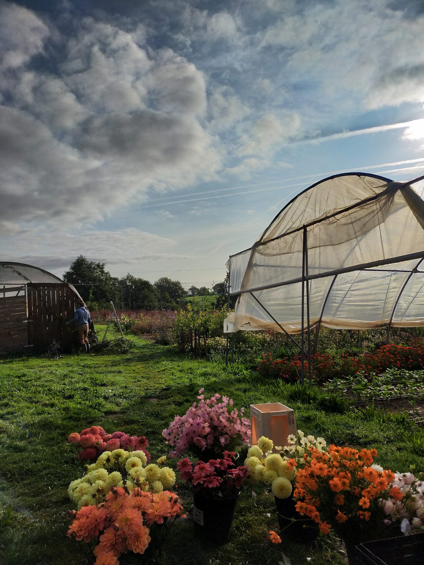 Ferme florale paonya